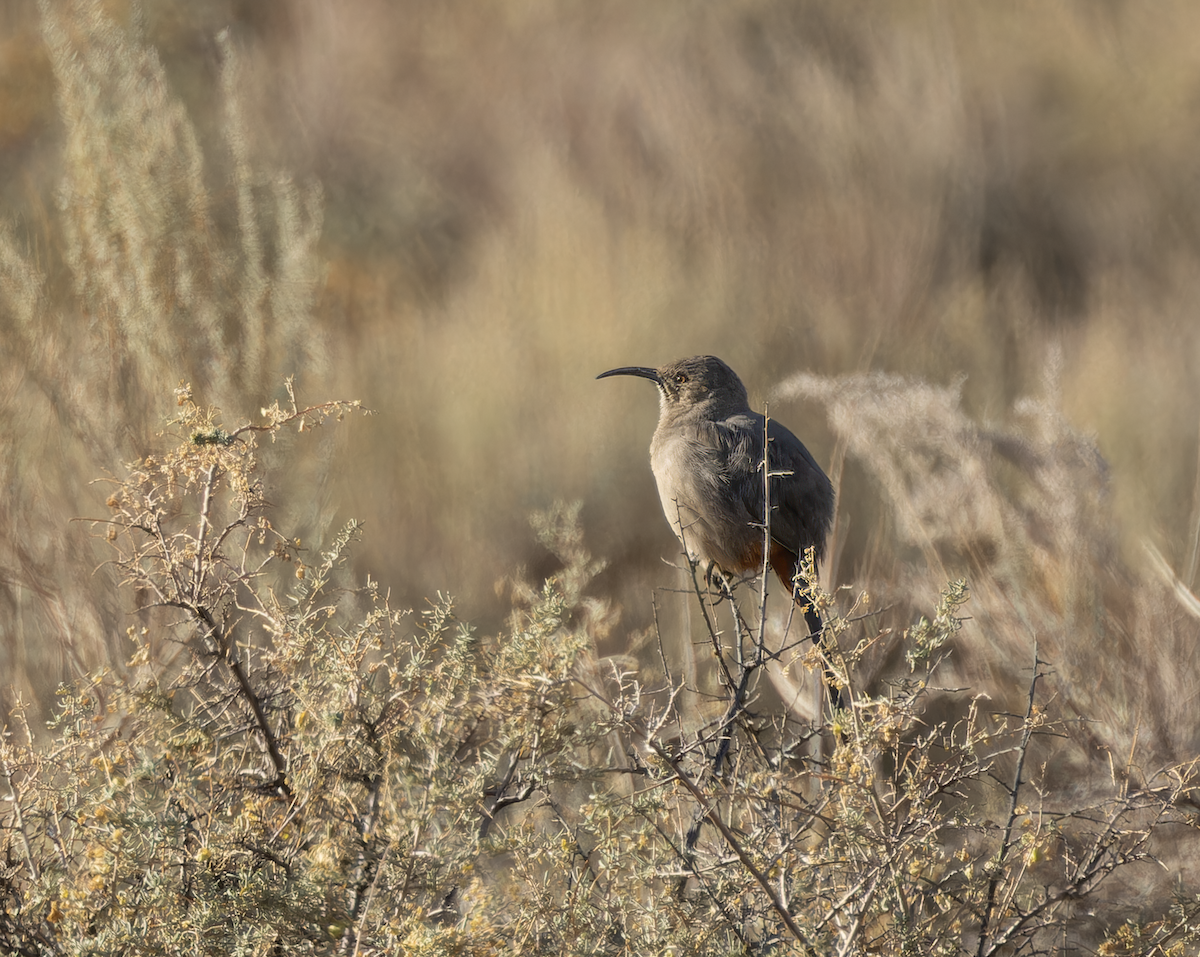 Crissal Thrasher - ML646548151