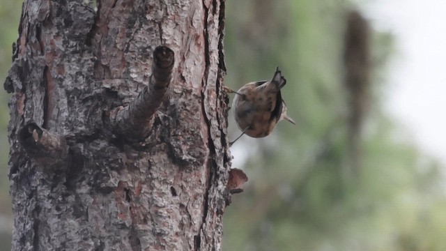 Black-and-white Warbler - ML646548154