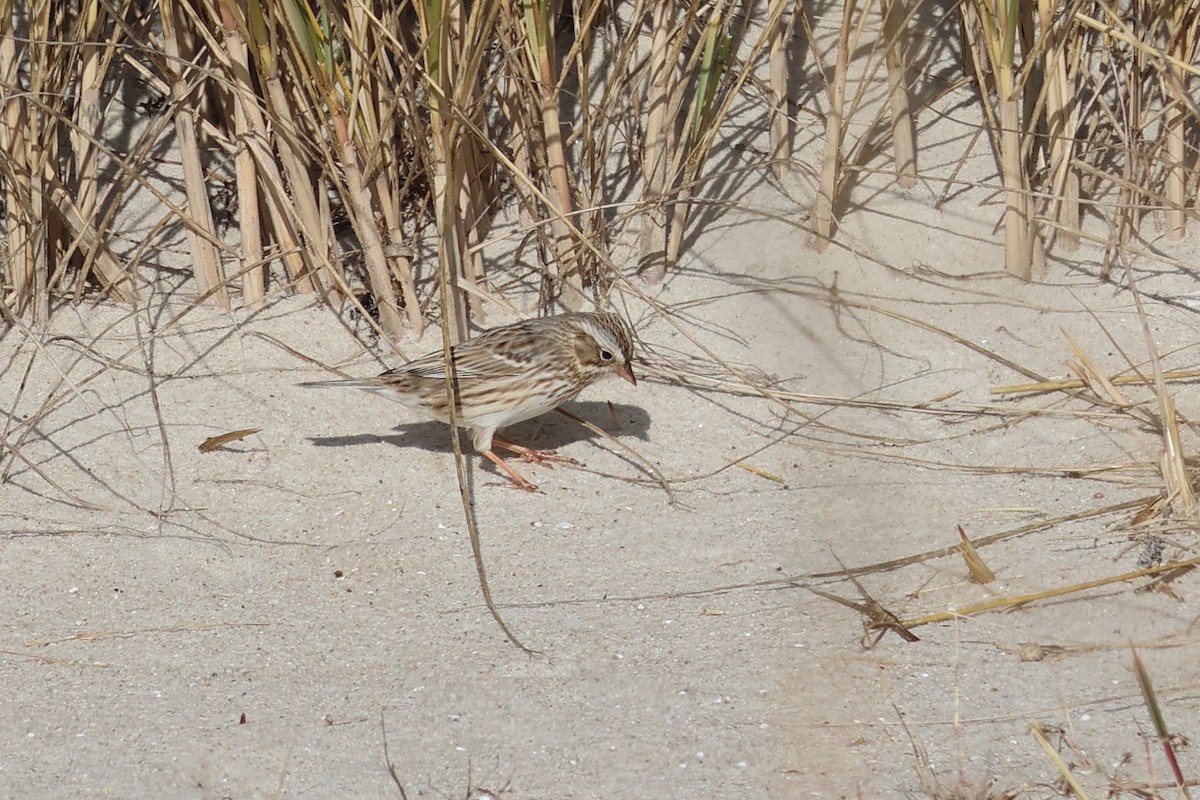 strnadec luční - ML646548158