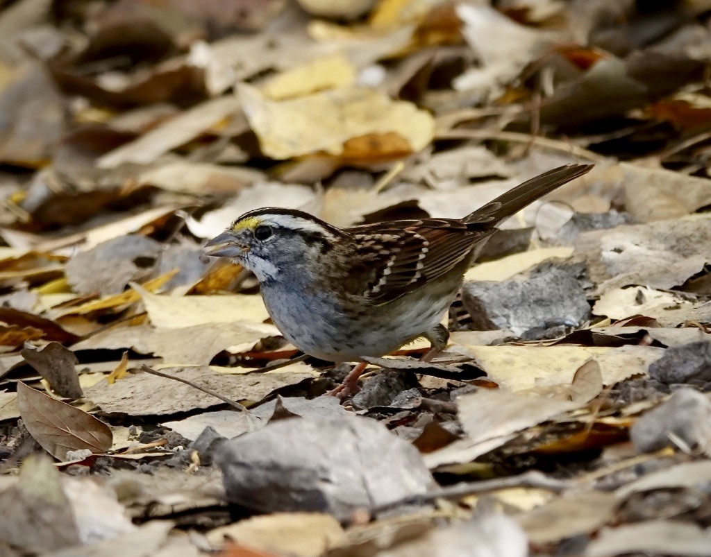 White-throated Sparrow - ML646548159