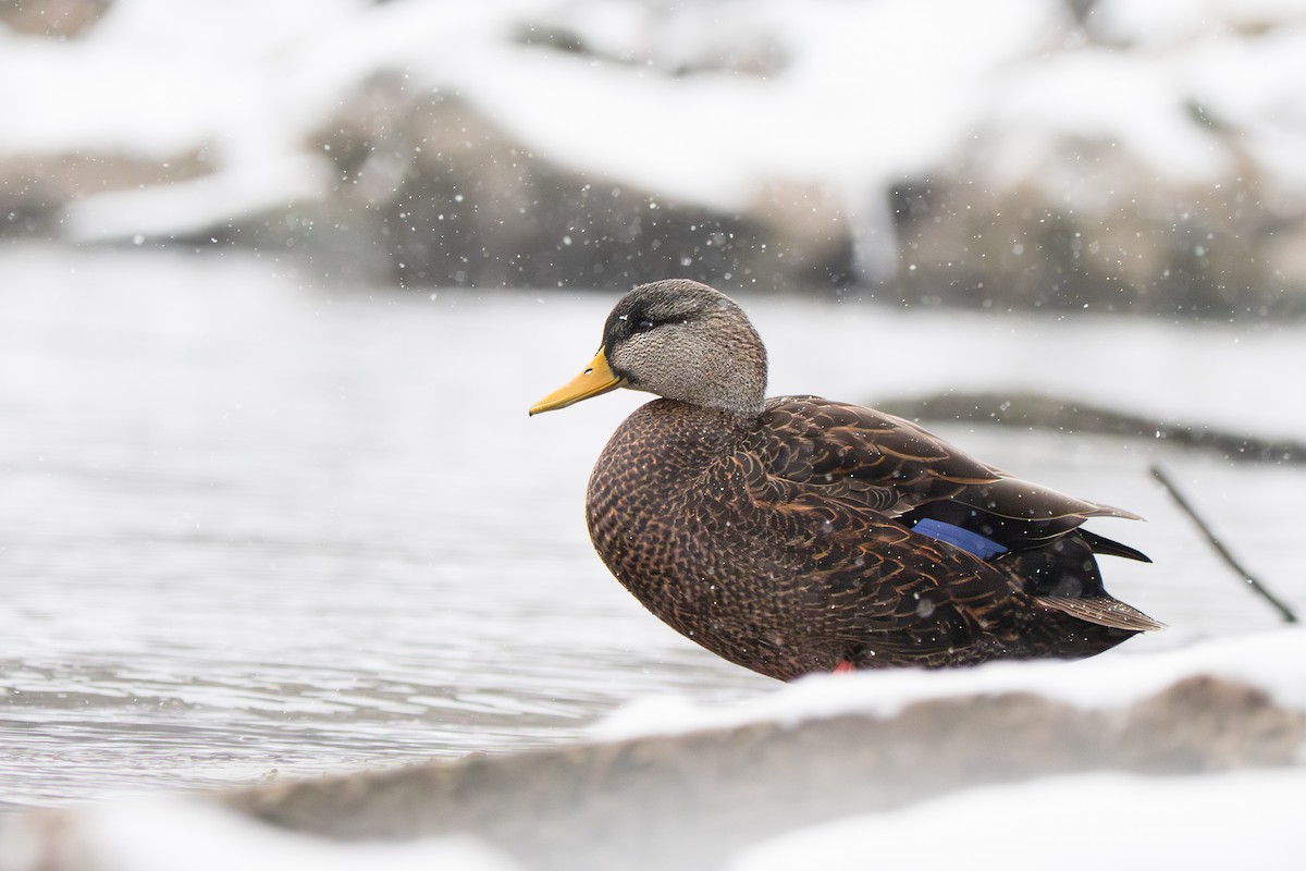 American Black Duck - ML646548160