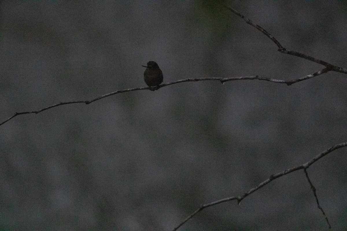 kolibřík zelenočelý - ML646548162