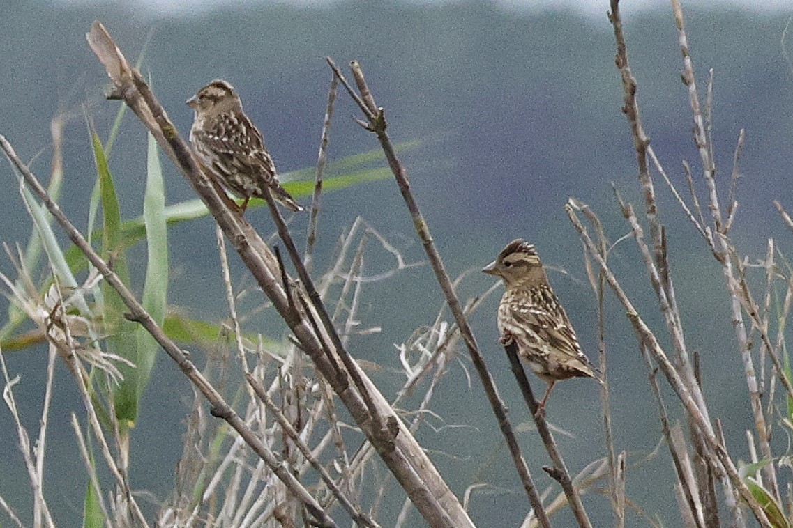 Хадны бор шувуу - ML646548163