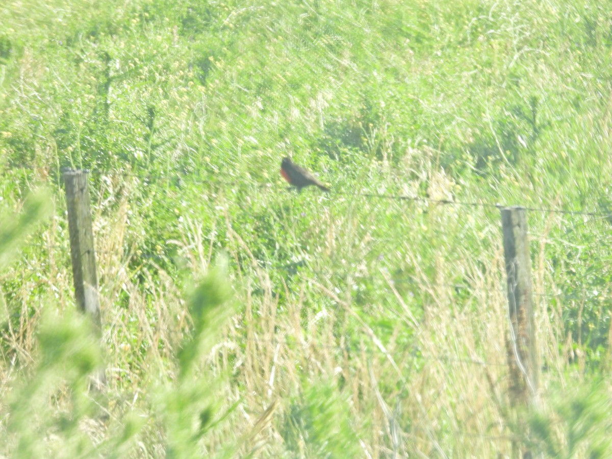 マミジロマキバドリ - ML646548173