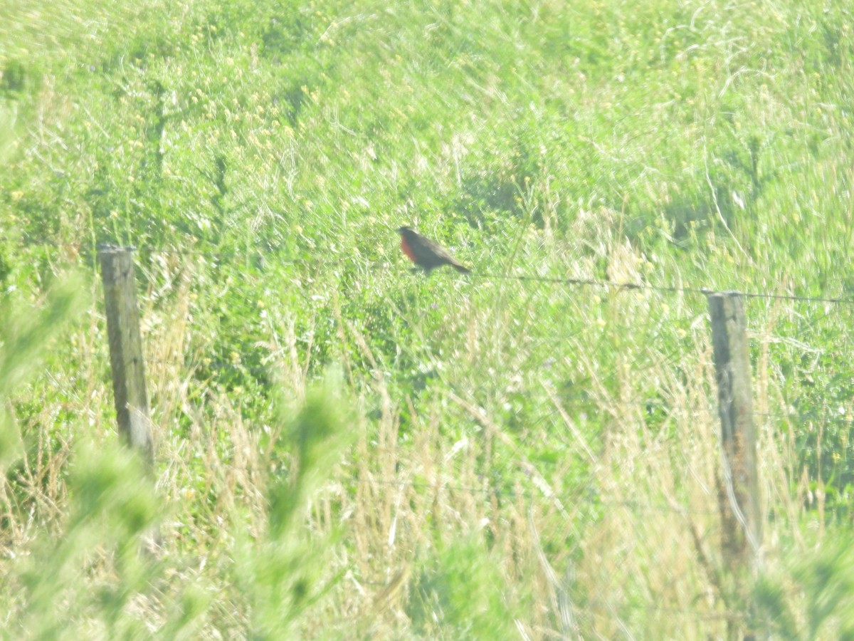 マミジロマキバドリ - ML646548174