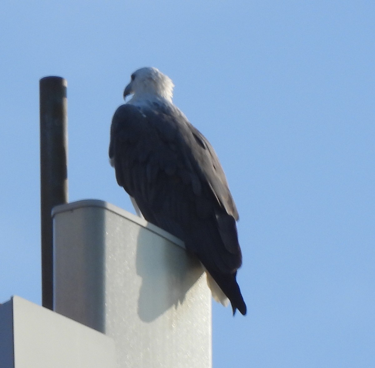 White-bellied Sea-Eagle - ML646548175