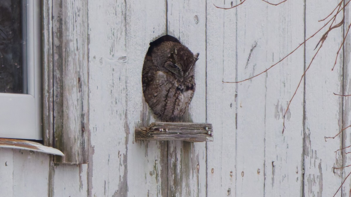 Eastern Screech-Owl - ML646548179