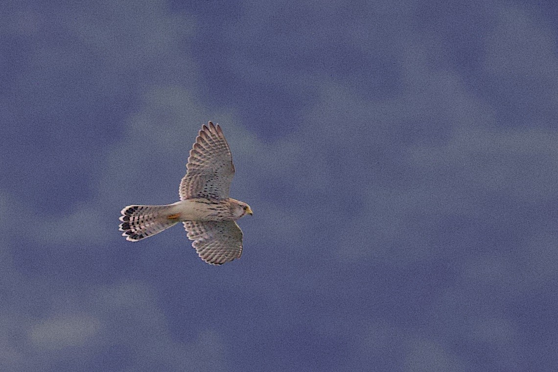 Eurasian Kestrel - ML646548191