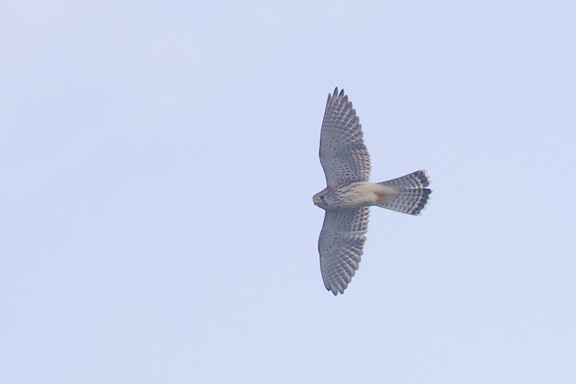 Eurasian Kestrel - ML646548192