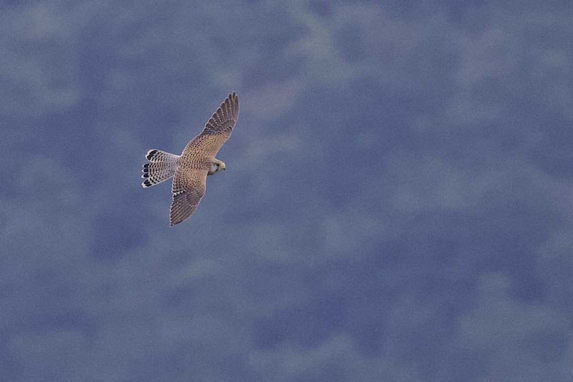 Eurasian Kestrel - ML646548193