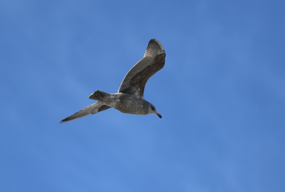 racek americký - ML646548194