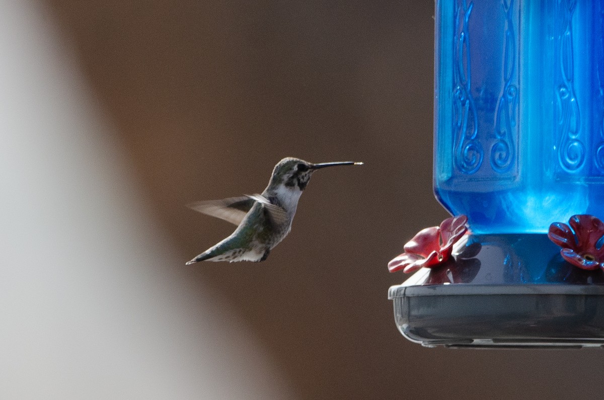 Costa's Hummingbird - ML646548195