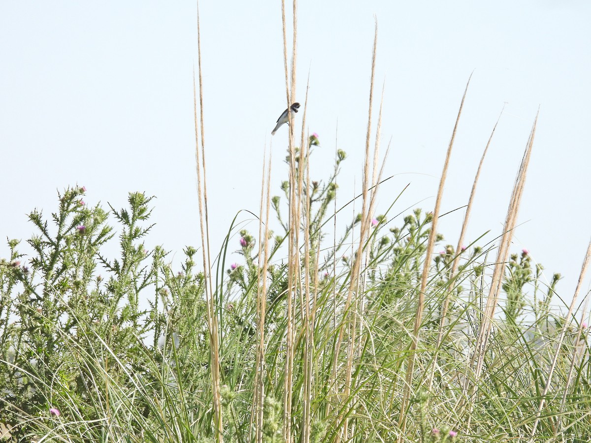 フタスジヒメウソ - ML646548196