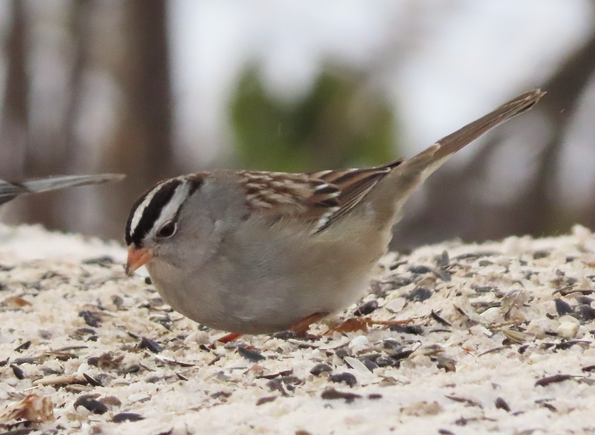 Bruant à couronne blanche (gambelii) - ML646548198