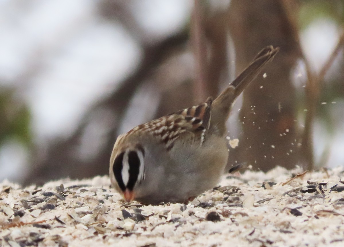 Bruant à couronne blanche (gambelii) - ML646548199