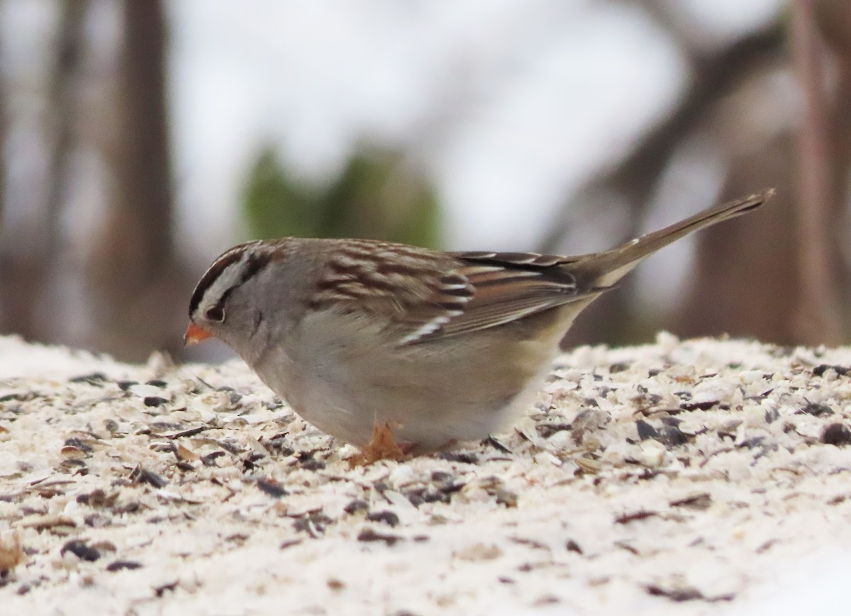 Bruant à couronne blanche (gambelii) - ML646548200