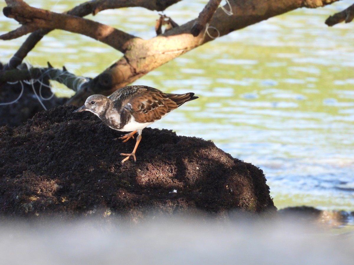 Алаг хайргач - ML646548201