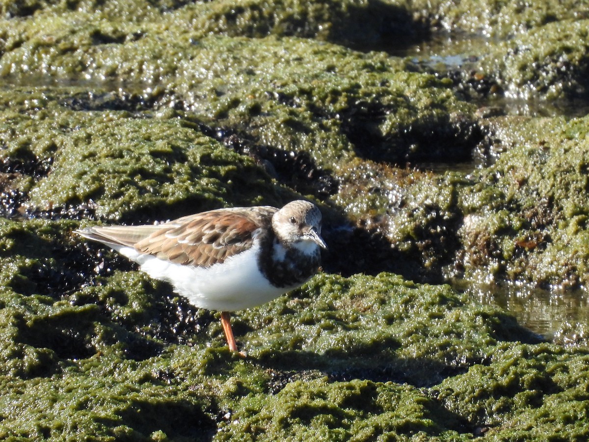 Алаг хайргач - ML646548202