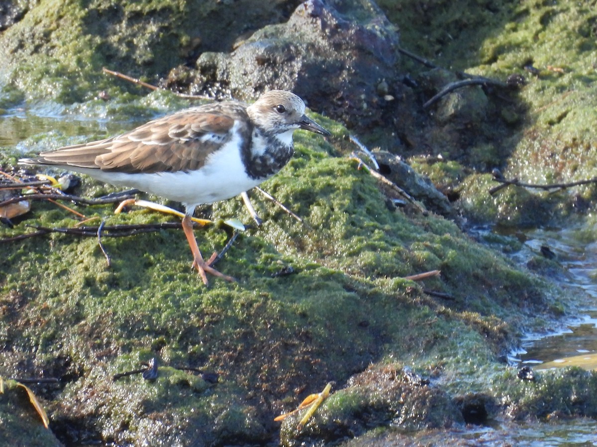 Алаг хайргач - ML646548204