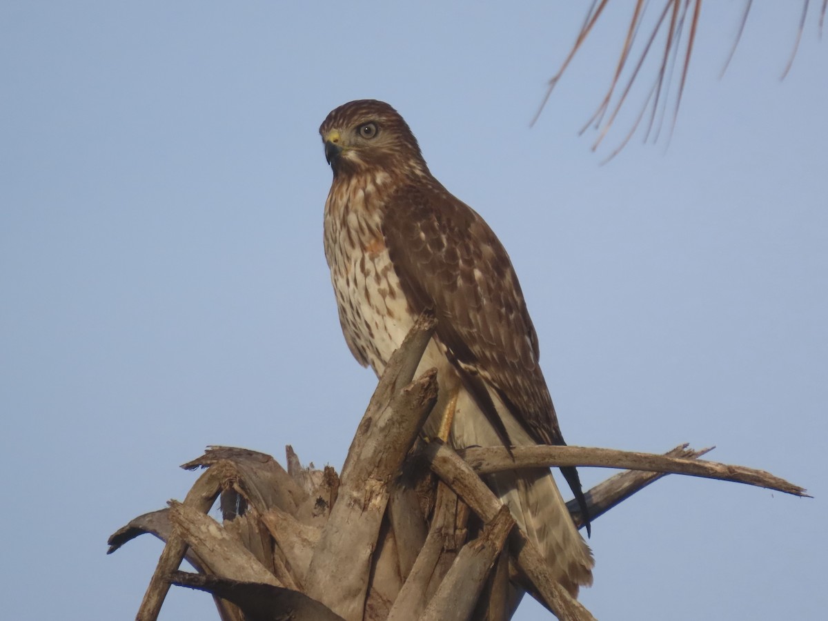 káně páskovaná - ML646548208