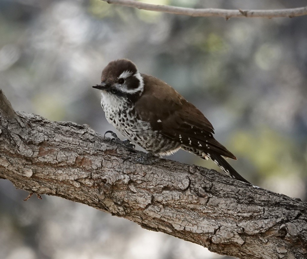 Arizona Woodpecker - ML646548209
