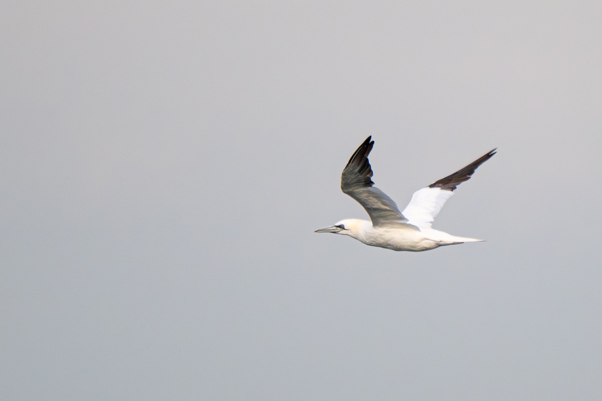 Basstölpel - ML646548211