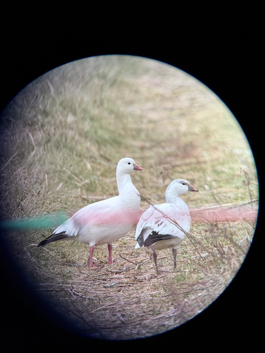 Ross's Goose - ML646548212
