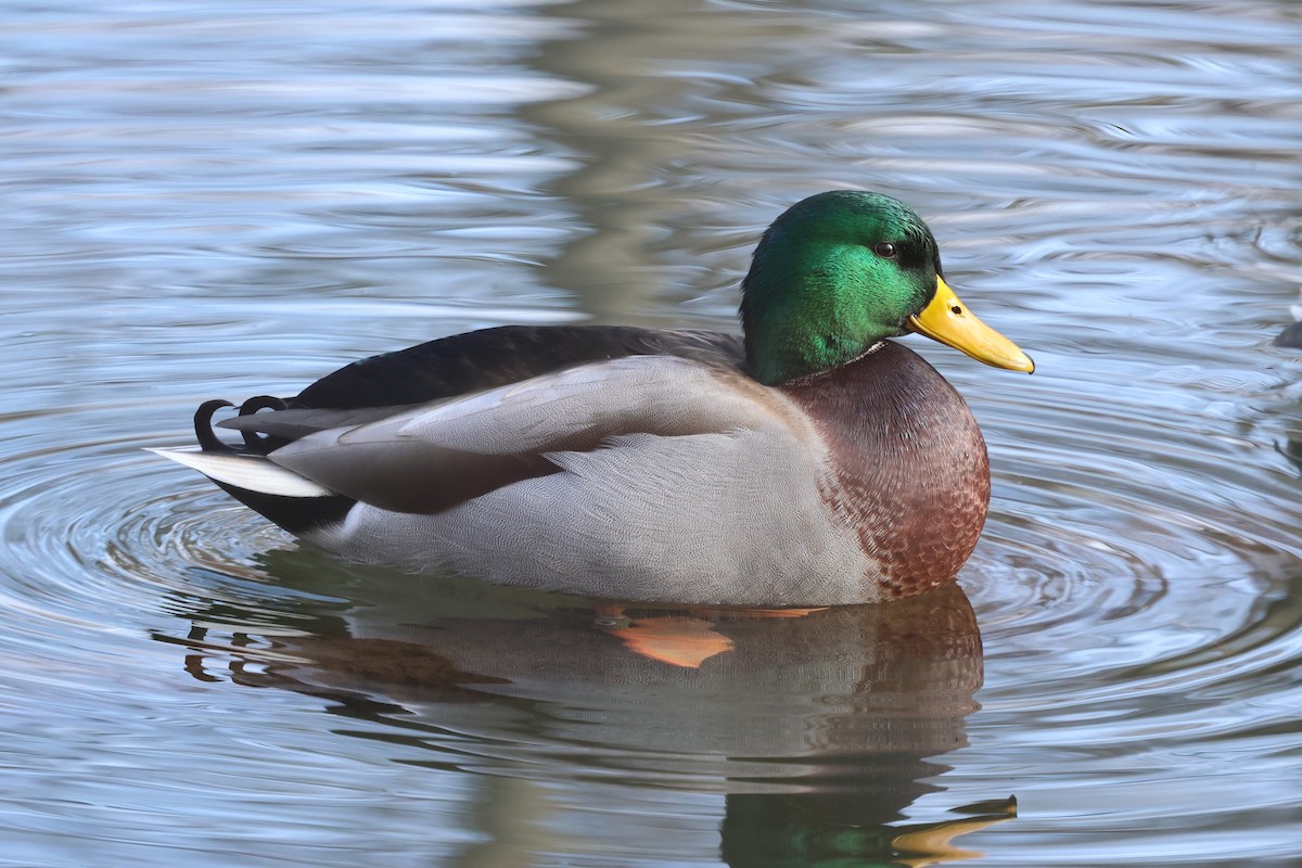 Mallard - ML646548213