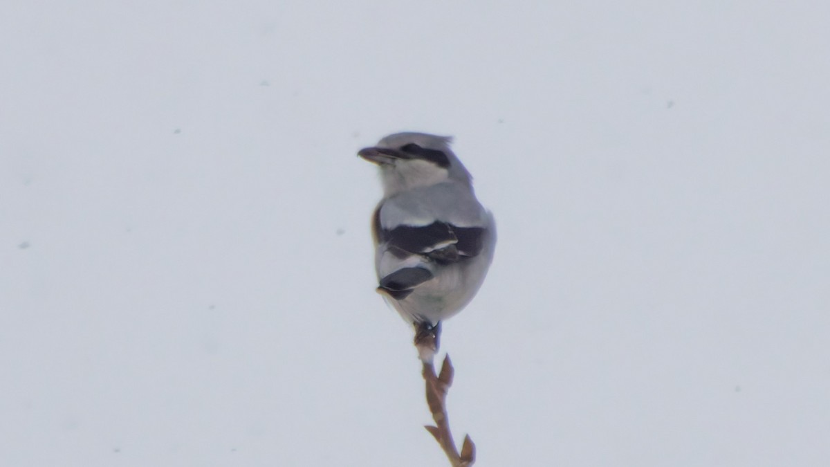 Northern Shrike - ML646548218