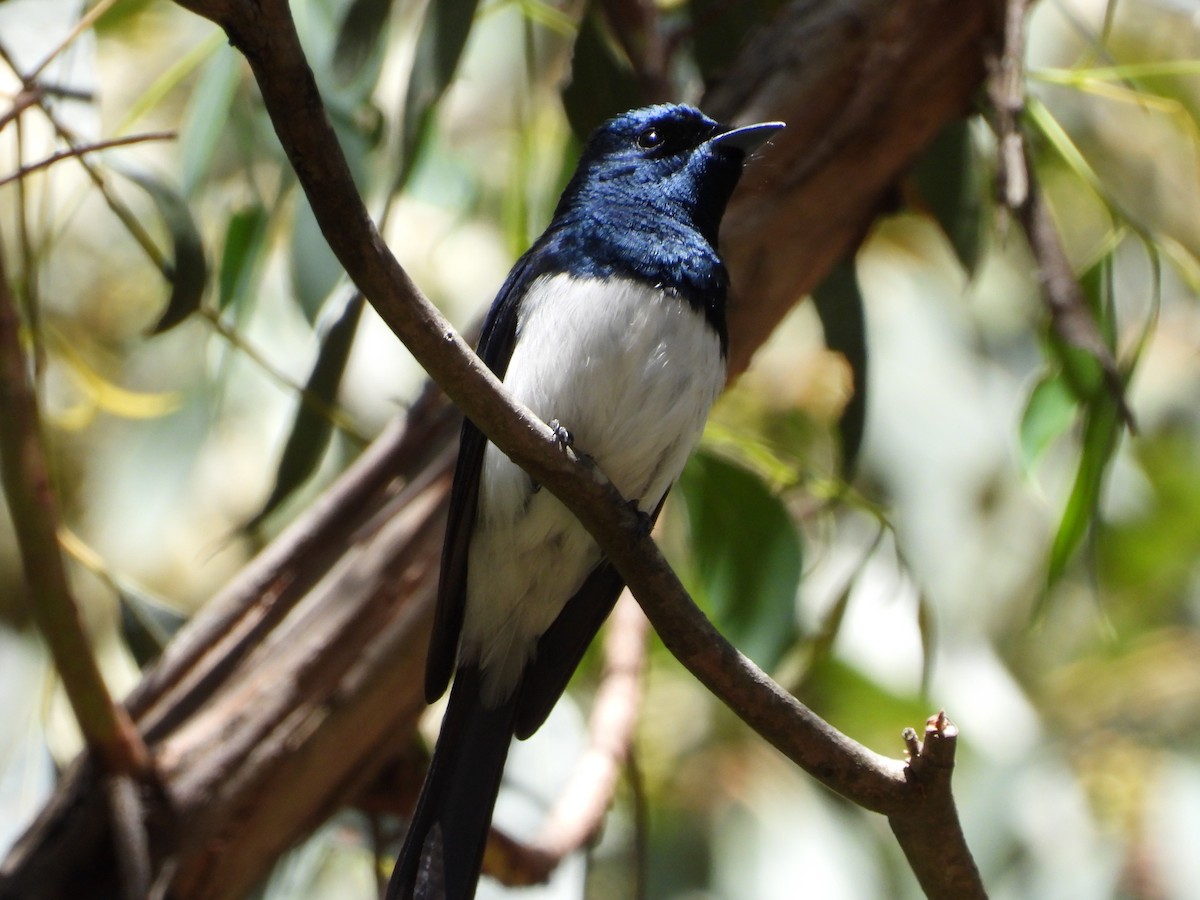 Satin Flycatcher - ML646548219