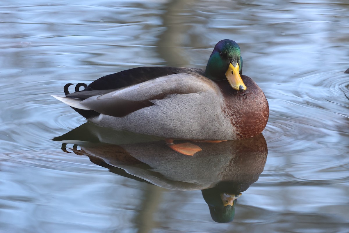 Mallard - ML646548222