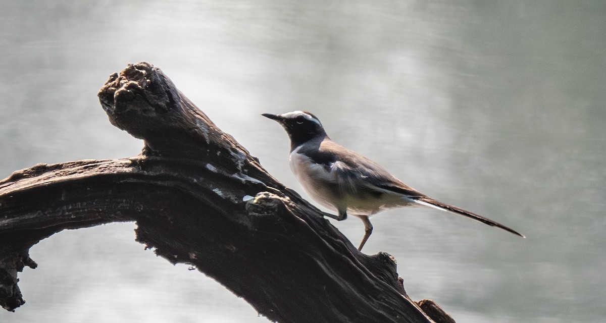 White-browed Wagtail - ML646548225