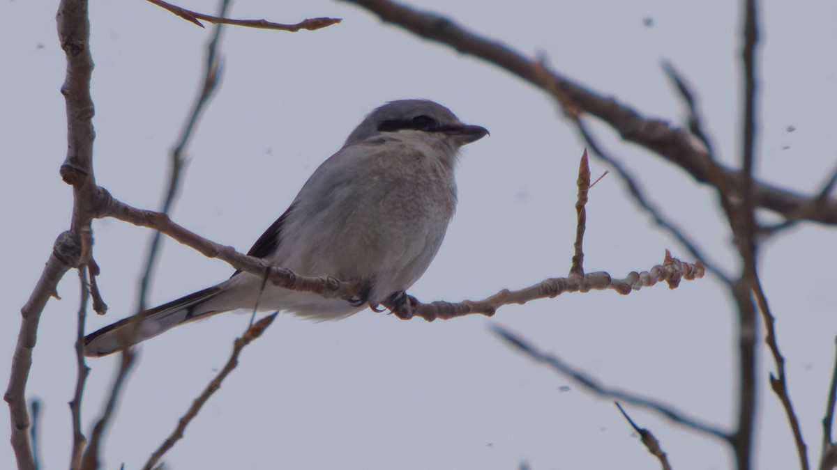 Northern Shrike - ML646548226