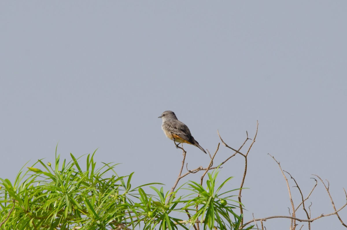 Vermilion Flycatcher - ML646548228