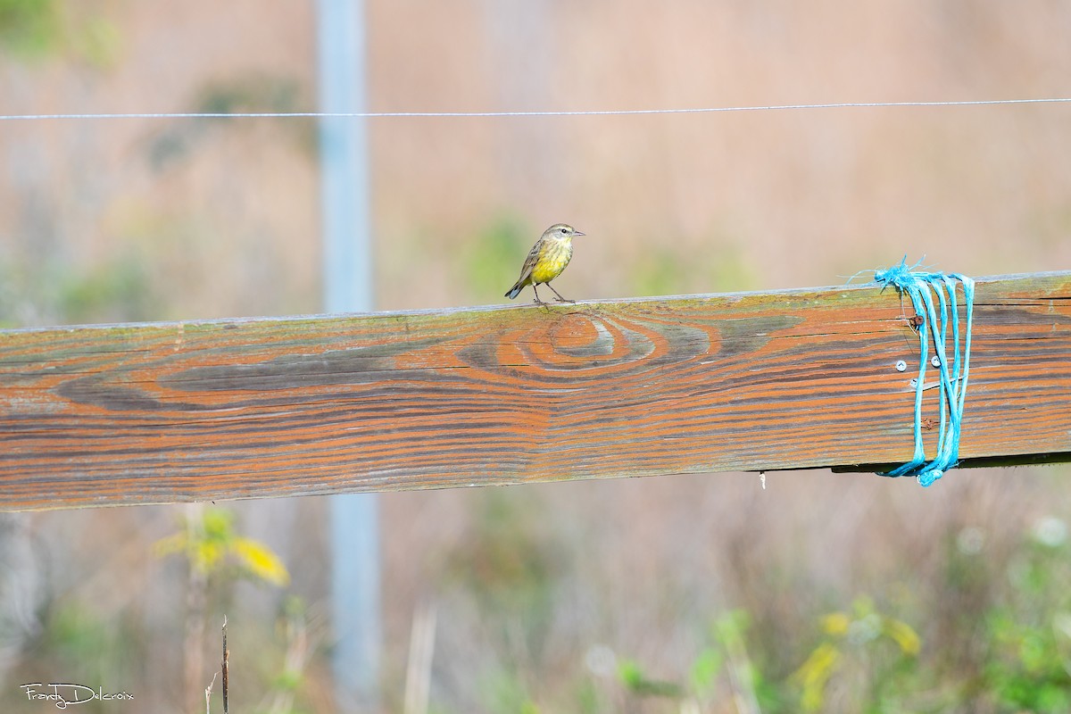 Palm Warbler - ML646548229