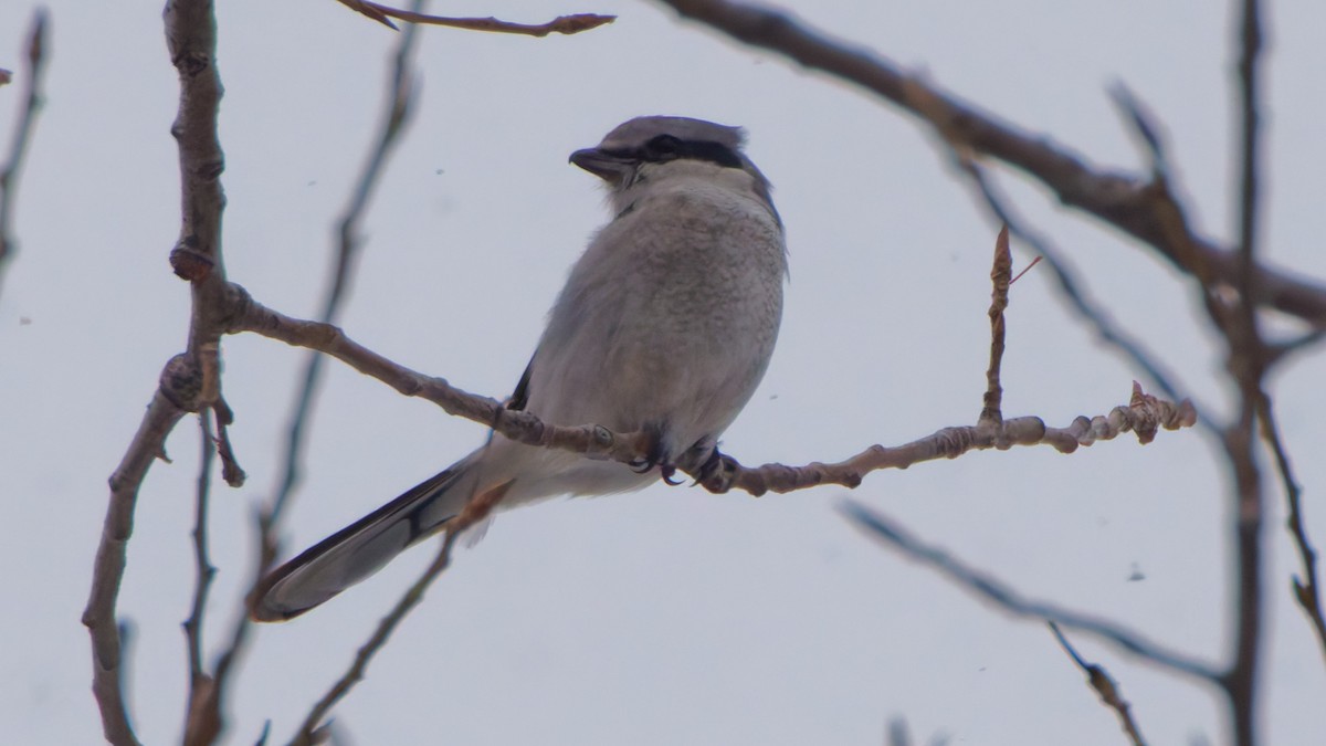 Northern Shrike - ML646548230