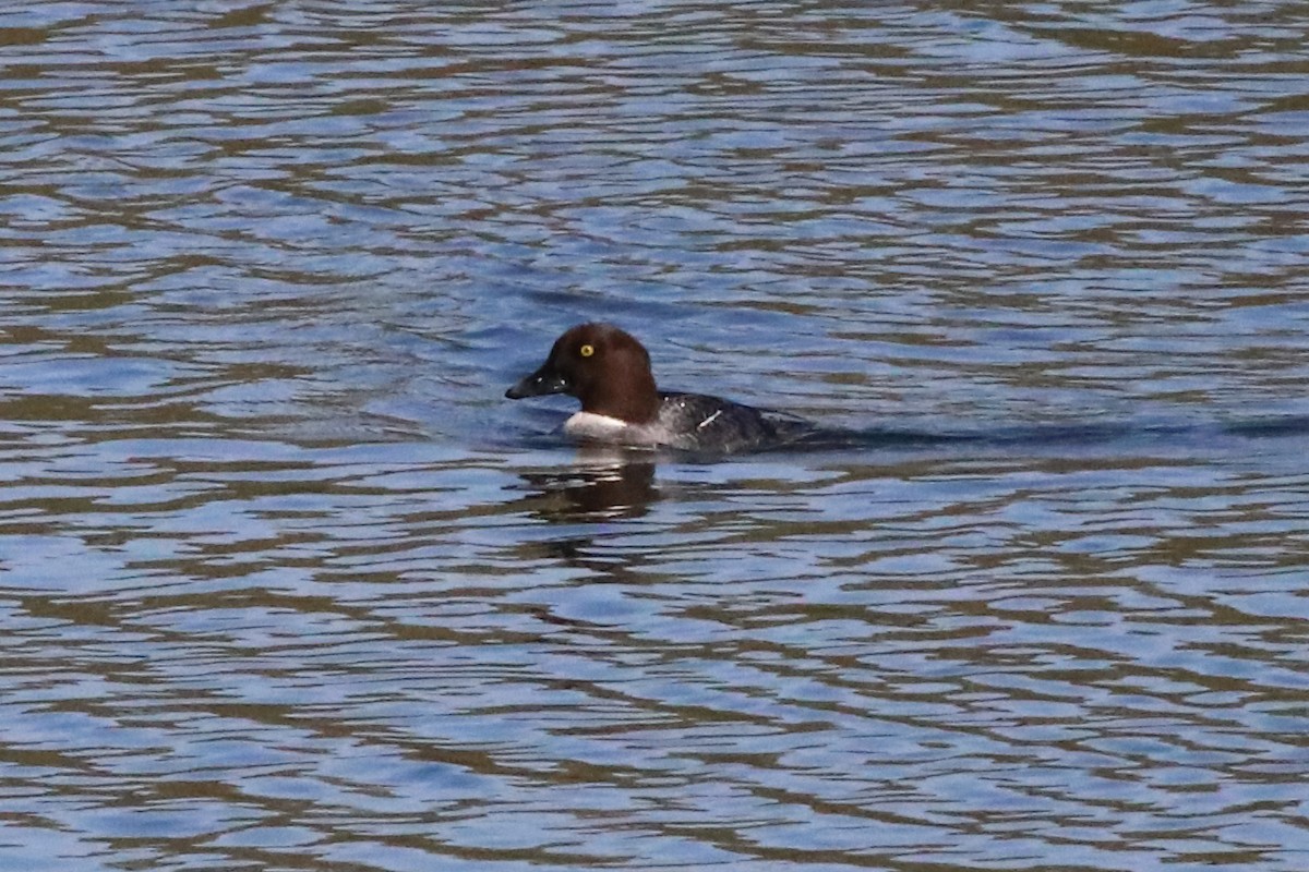 Common Goldeneye - ML646548232