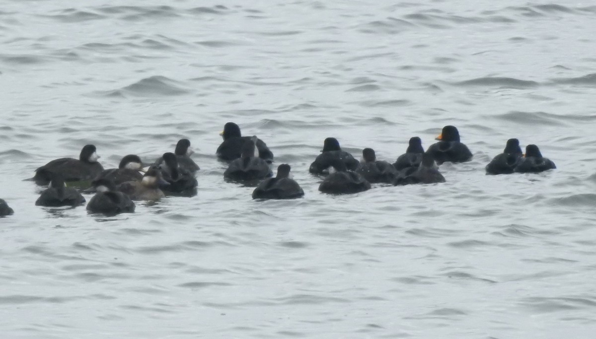 amerikasvartand - ML646548234