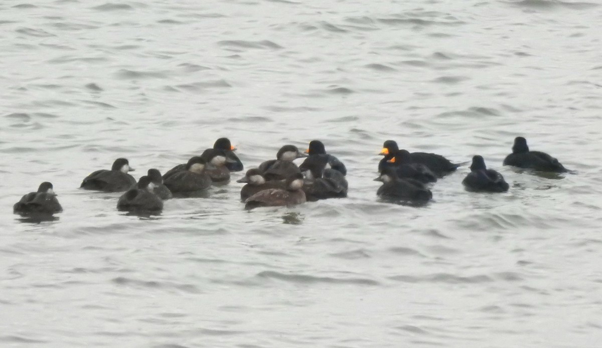 amerikasvartand - ML646548235