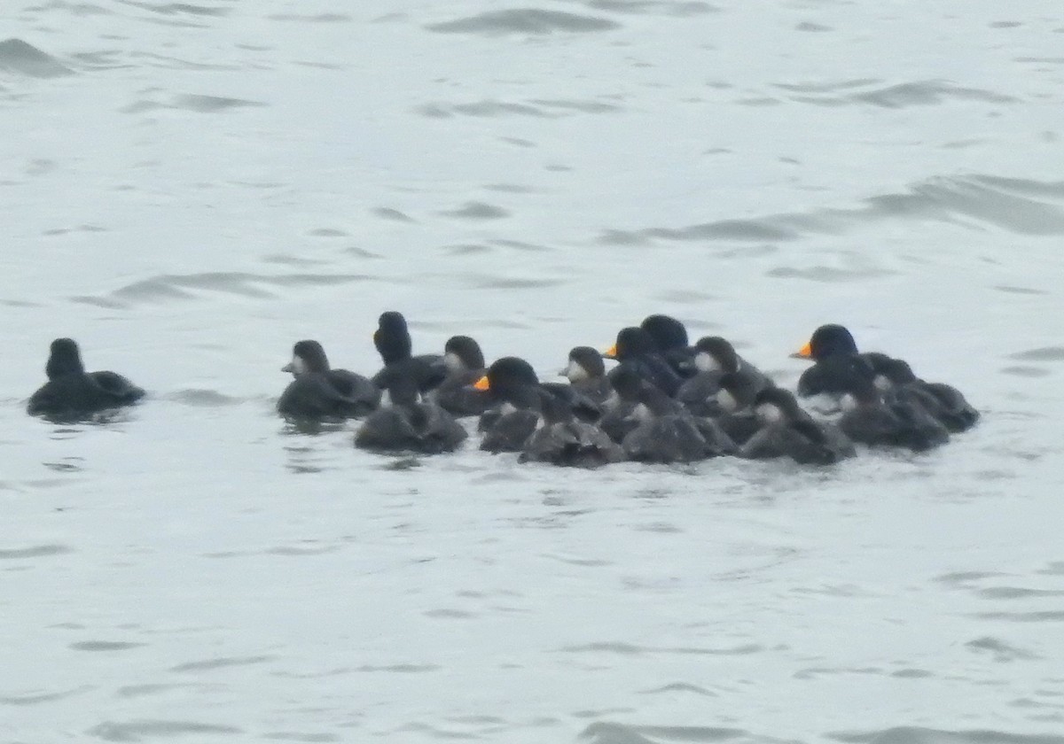 Pazifiktrauerente - ML646548237