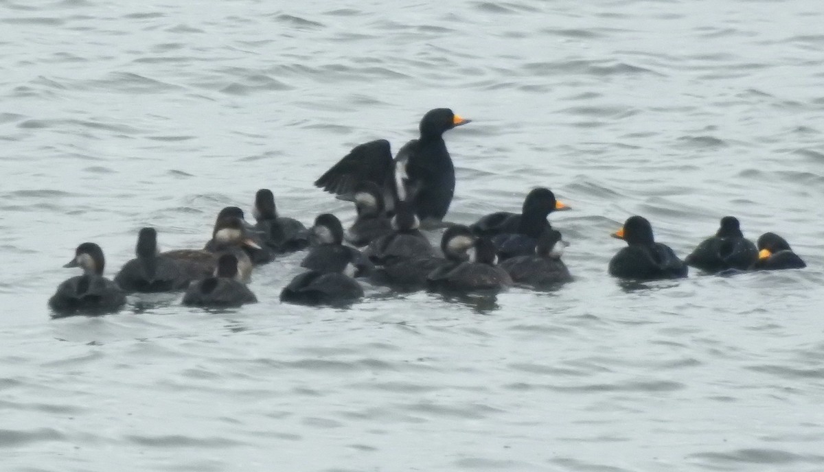 Pazifiktrauerente - ML646548238