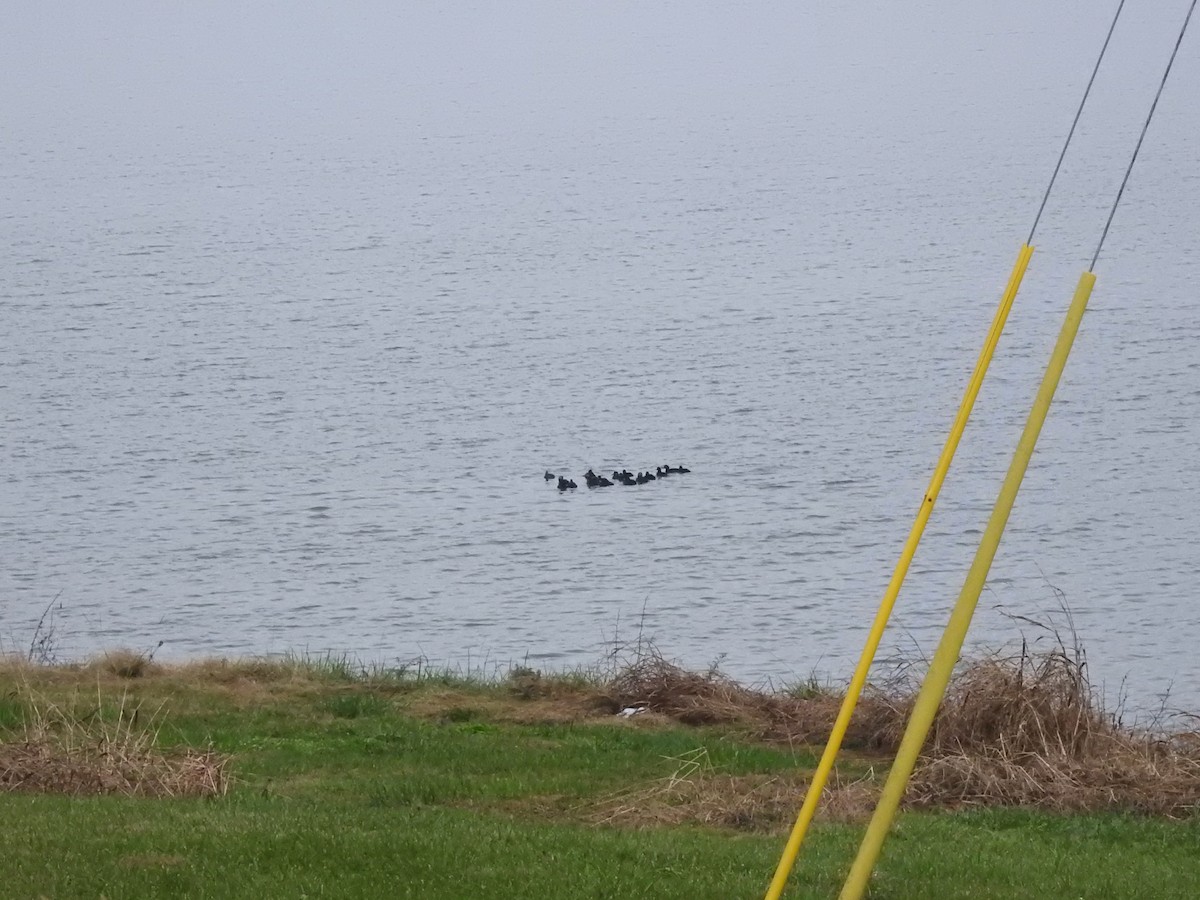 Pazifiktrauerente - ML646548239