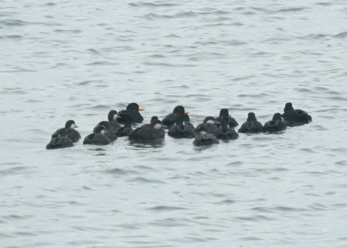 Pazifiktrauerente - ML646548240