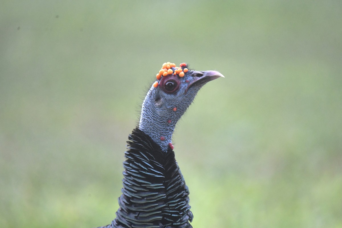 Guajolote Ocelado - ML646548241