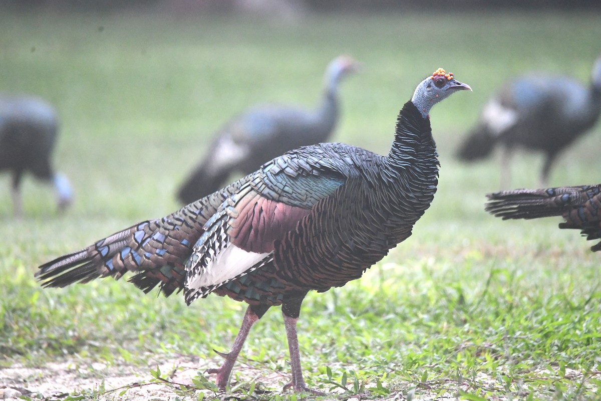 Guajolote Ocelado - ML646548242