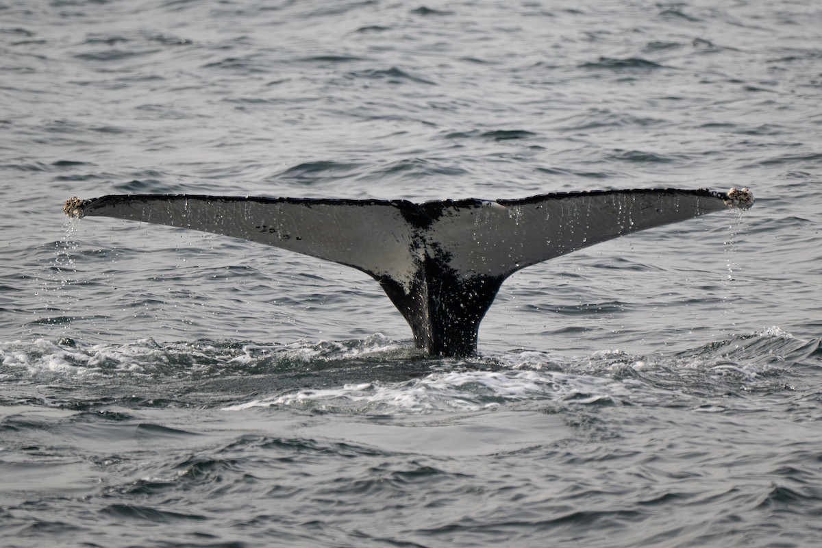 North Atlantic Humpback Whale - ML646548243
