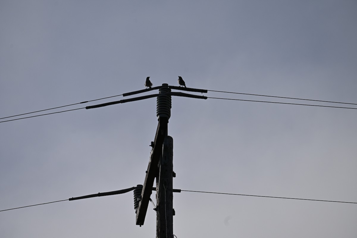 California Scrub-Jay - ML646548244