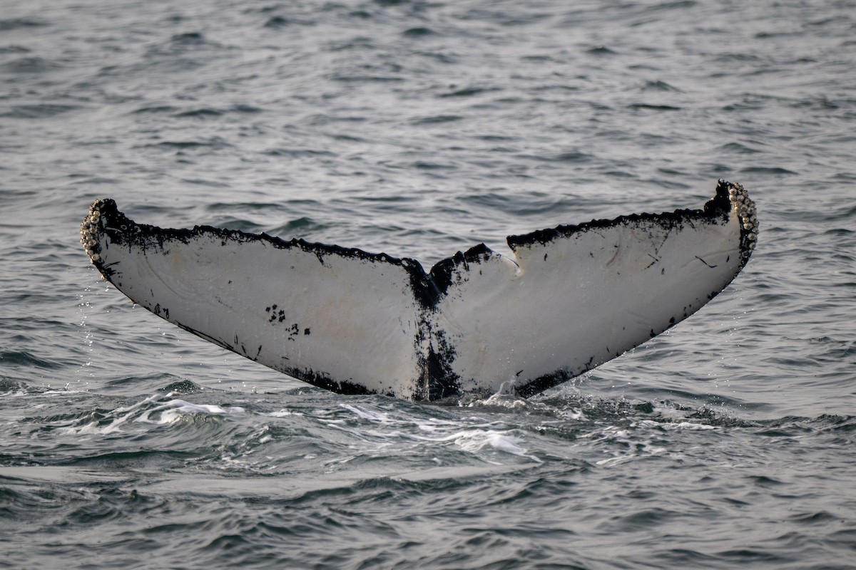 North Atlantic Humpback Whale - ML646548245