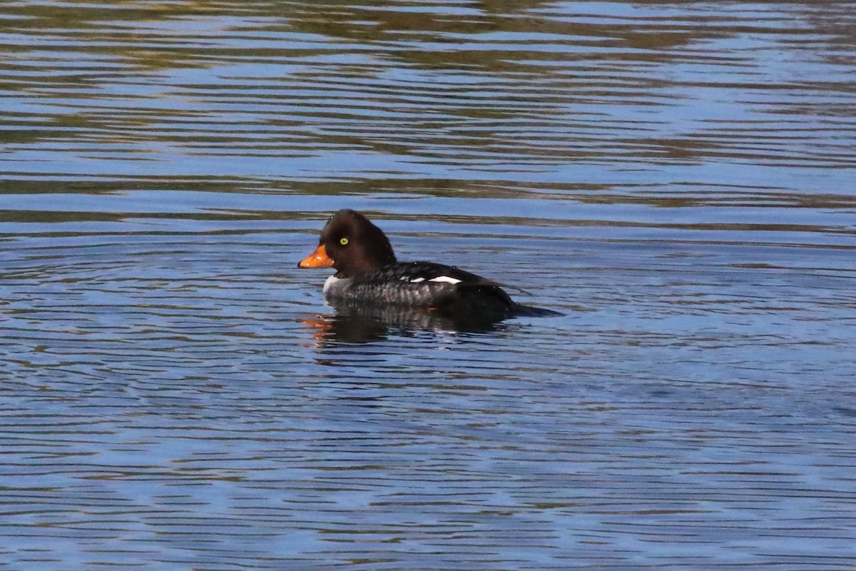 Barrow's Goldeneye - ML646548247