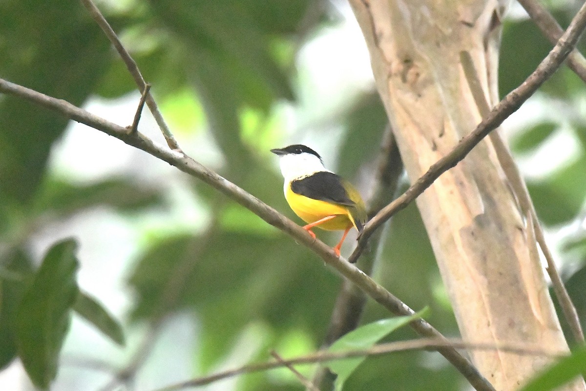 Saltarín Cuelliblanco - ML646548248